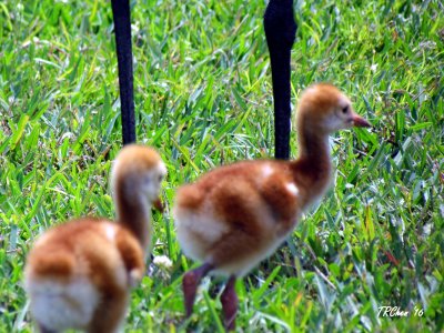 Spring comes again 012.jpg