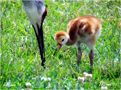 Spring comes again 013.jpg