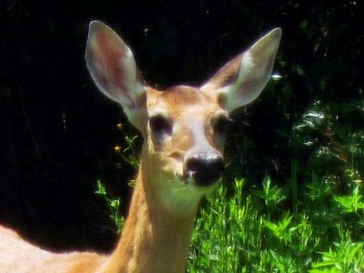 A Doe from the Woods