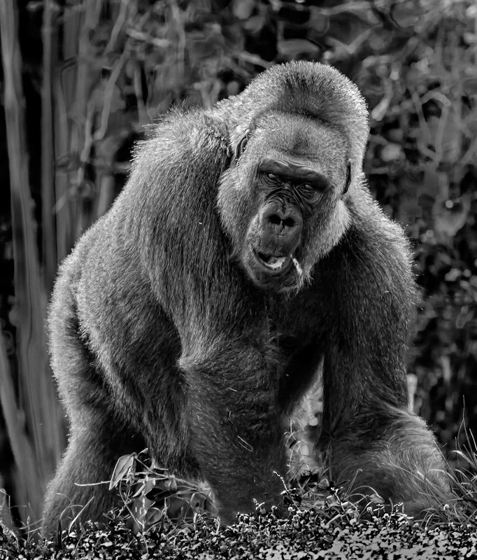 _MG_67928bw.jpg