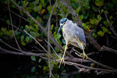 Everglades Outing