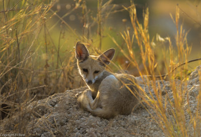 foxes