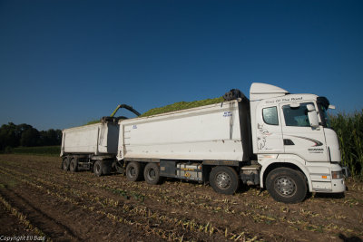 silage