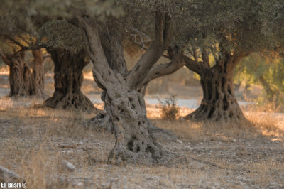 olives_trees