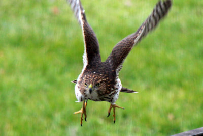 Coopers Hawk