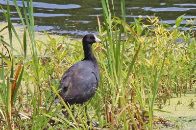 american coot