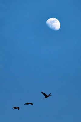 ibis and moon