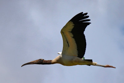 wood stork