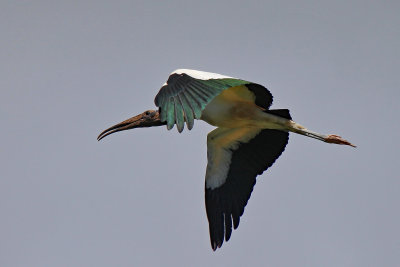 wood stork