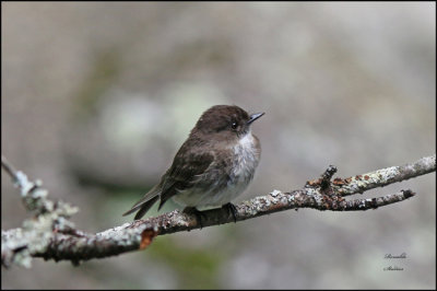 Least Flycatcher