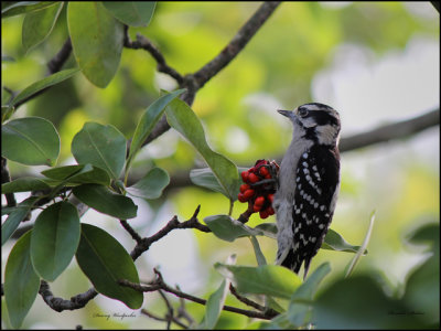 Downy Woodpecker