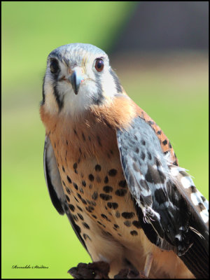 American Kestrel