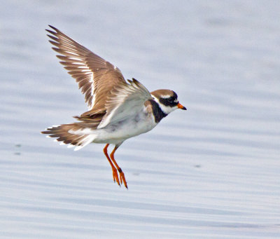 Ringed Plover (Charadrius hiaticula)