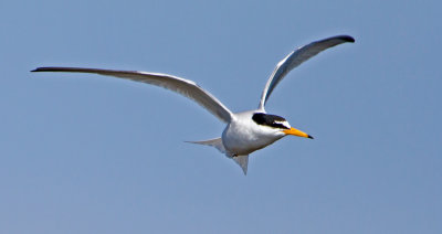 Little Tern (Sterna albifrons)