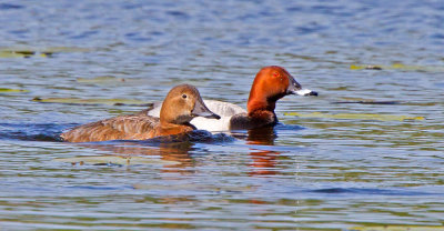 Pochard (Aythya ferina)