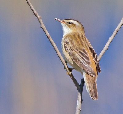 Sedge Warbler (Acrocephalus schoenobaenus)