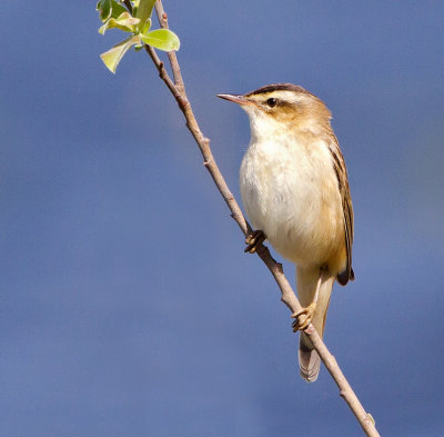Sedge Warbler (Acrocephalus schoenobaenus)
