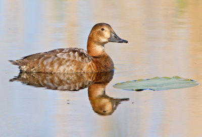 Pochard (Aythya ferina)