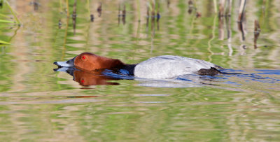 Pochard (Aythya ferina)