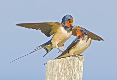 Swallow (Hirundo rustica)