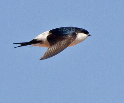 House Martin (Delichon urbica)