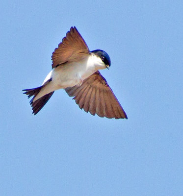 House Martin (Delichon urbica)