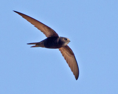 Swift (Apus apus)