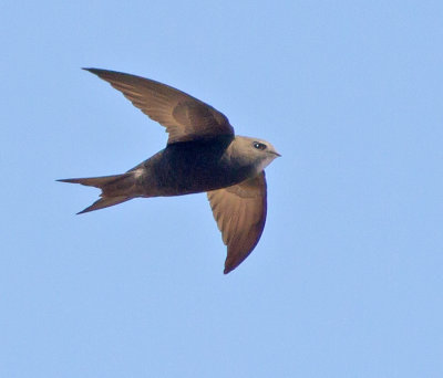 Swift (Apus apus)