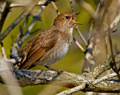 Thrush Nightingale (Luscinia luscinia)