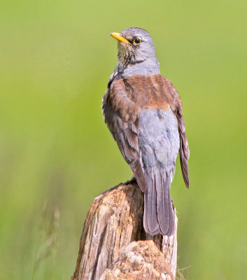 Fieldfare (Turdus pilaris)