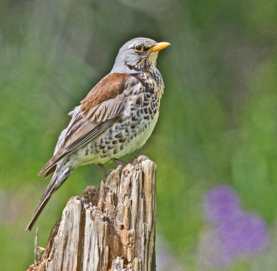 Fieldfare (Turdus pilaris)