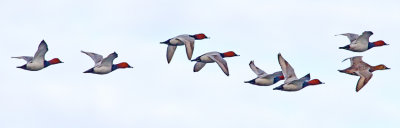 Pochard (Aythya ferina)