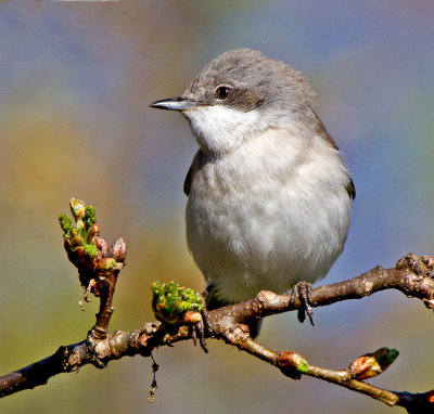Lesser whitethroat (Sylvia curruca)