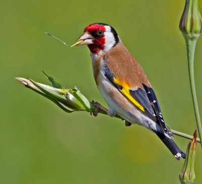 Goldfinch (Carduelis carduelis)