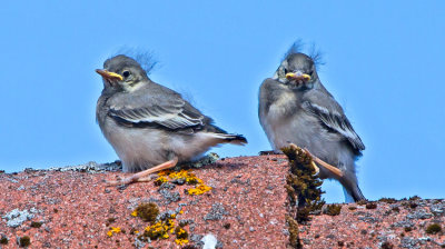Pied Wagtail (Motacilla alba)