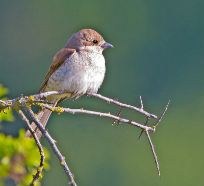 Red-backed Shrike (Lanius collurio) 