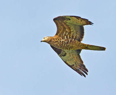 Honey Buzzard (Pernis apivorus)