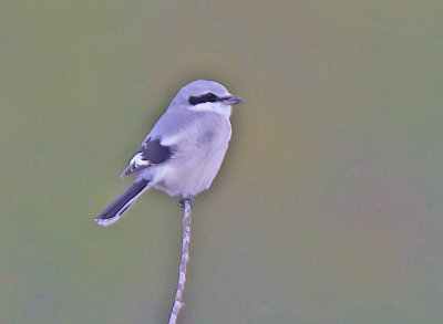 Great Grey Shrike (Lanius excubitor)