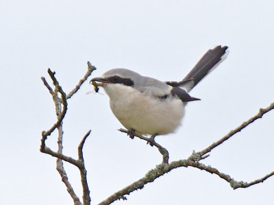 Great Grey Shrike (Lanius excubitor)