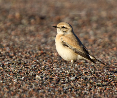 Desert Wheatear (Oenanthe deserti)
