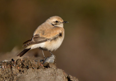Desert Wheatear (Oenanthe deserti)