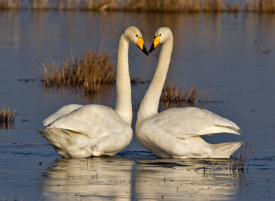 Whooper Swan (Cygnus cygnus)