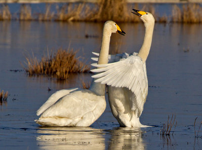 Whooper Swan (Cygnus cygnus)