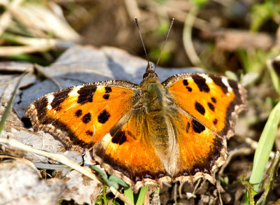 Nymphalis xanthomelas 