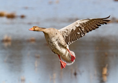 Greylag Goose (Anser anser)