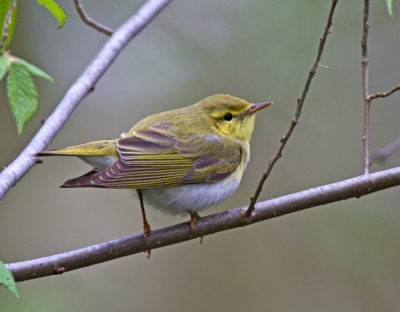Wood Warbler (Phylloscopus sibilatrix)
