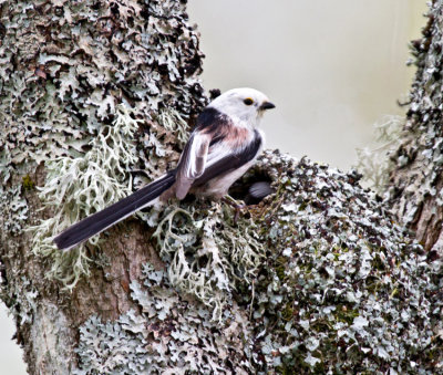 Long-tailed Tit (Aegithalos caudatus)