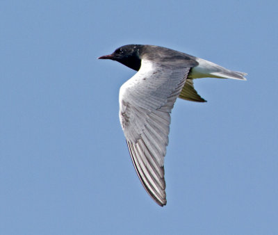 White-winged Black Tern (Chlidonias leucopterus)