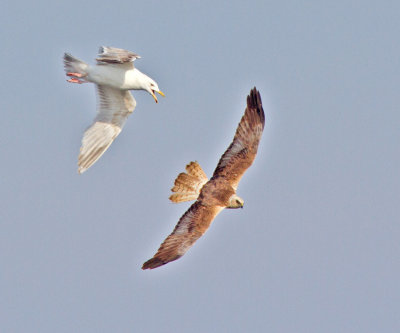 Marsh Harrier (Circus aerugiosus)