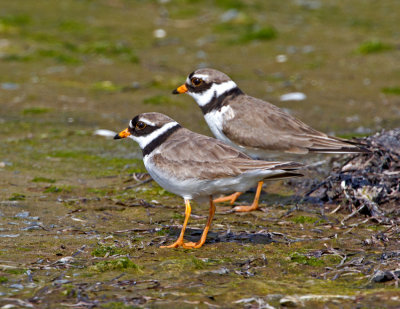Ringed Plover (Charadrius hiaticula)